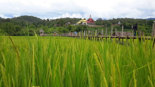 su tong pae rice field