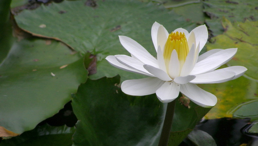 tak bat lotus