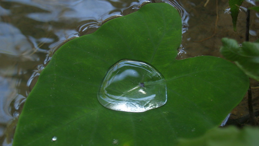 tak bat lotus leaf