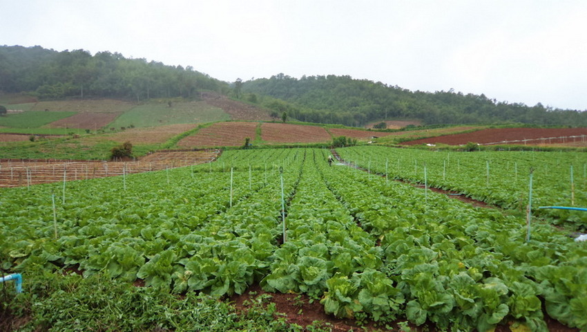 plantation