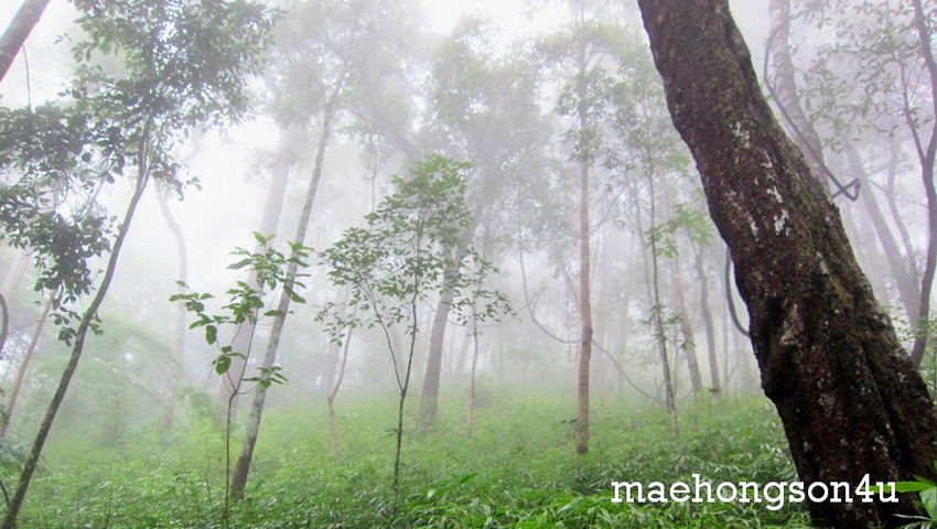 forest and tall tree