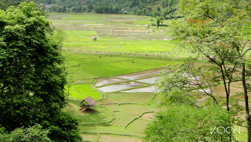 mae lana rice field