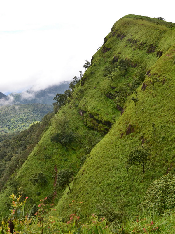 doi pui