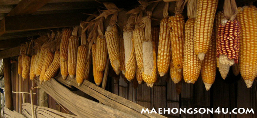 corn